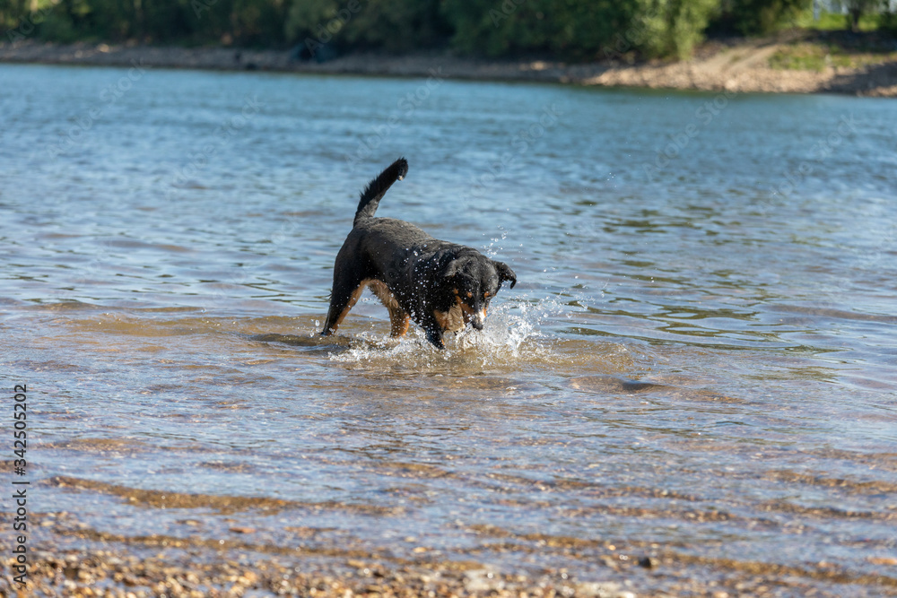 cute Appenzeller Mountain dog has fun in the river cute Appenzeller Mountain dog has fun in the river