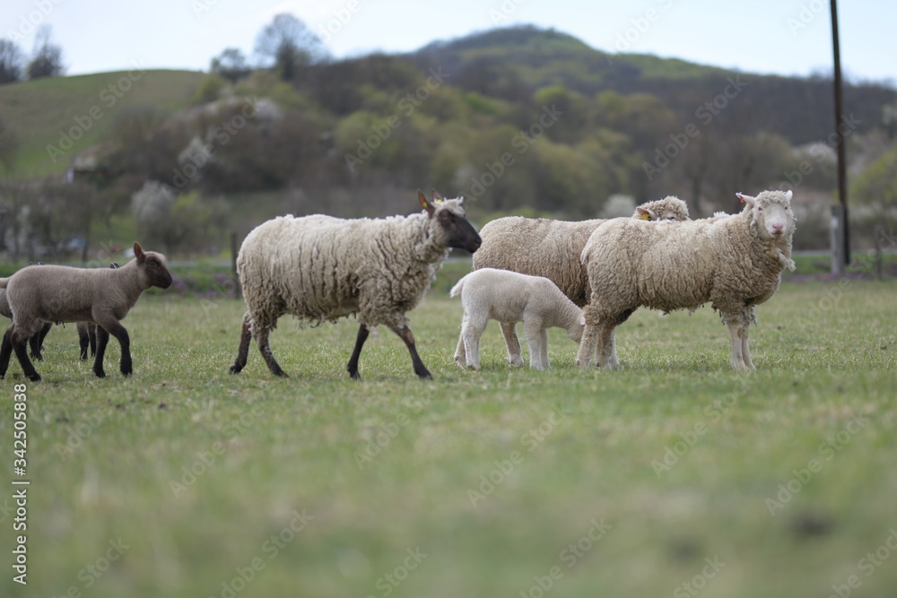 sheeps with lamb on farm