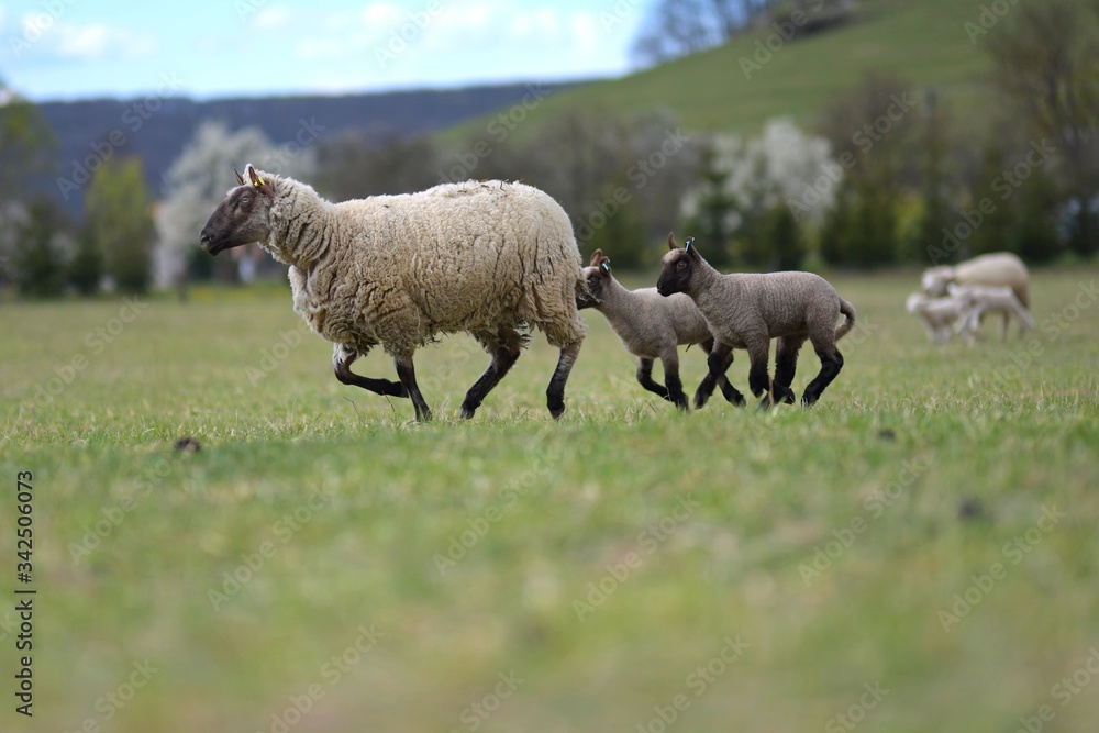 Naklejka premium sheeps with lamb on farm