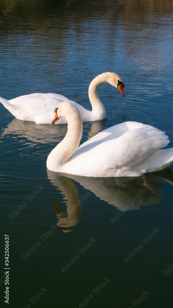 A pair of white swans on the water