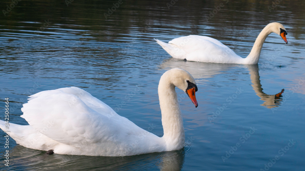 Two adult white swans sail the river. Two adult white swans sail the river.