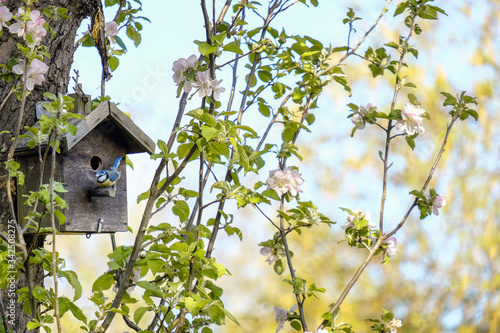 Blue Tit outside its birdbox on a blossom pink apple tree at the end of the garden in Springtime
