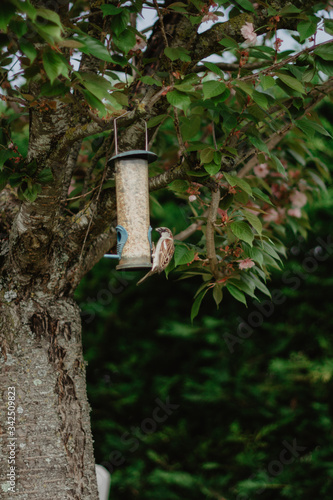 bird on a tree