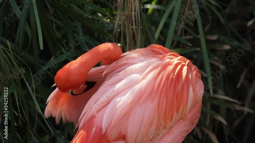 A caribbean flamingo preening in Gatorland a wildlife park in Orlando Florida