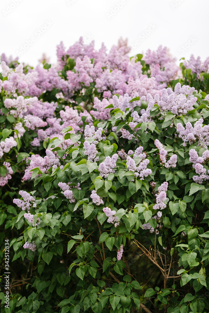 large bunches of blossoming lilacs on a green bush. A fence of flowers, a blossoming spring garden. 