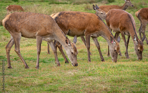 deer in the grass