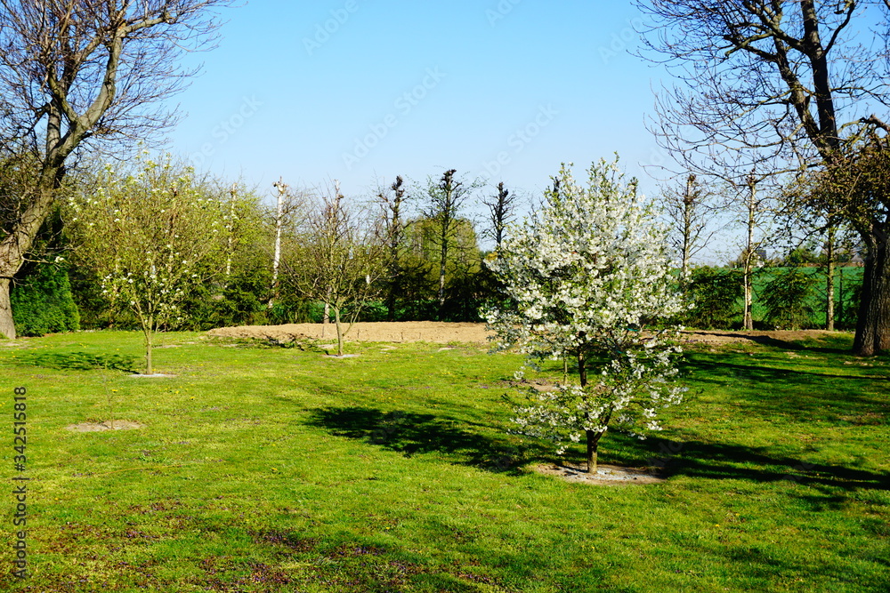 Młode drzewko wiśni w ogrodzie w słoneczny wiosenny dzień