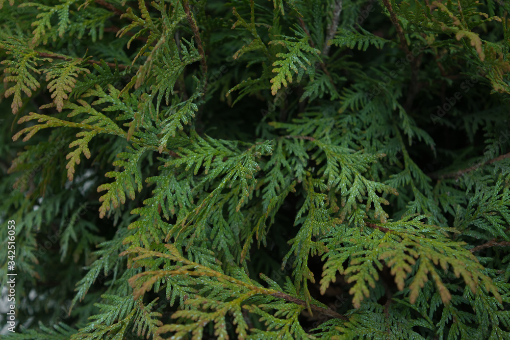 green branches of thuja in spring are juicy and beautiful background green branches of thuja in spring are juicy and beautiful background
