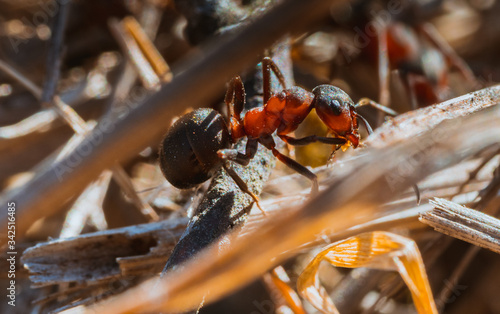 Mrówka leśna z rodzaju Formica 