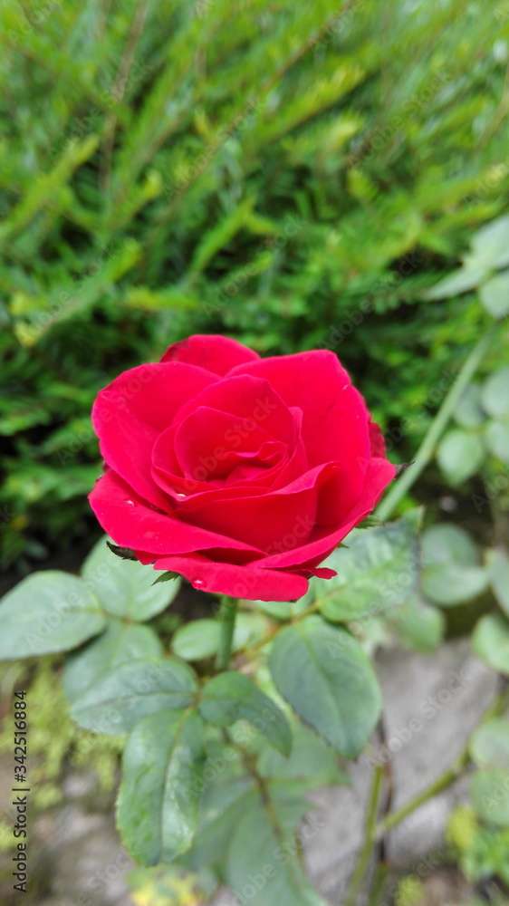 red rose in garden red rose in garden