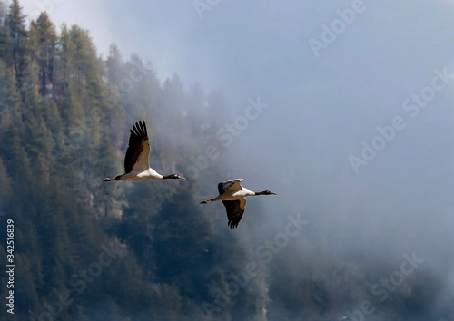 himalayan black necked crane birds in flight