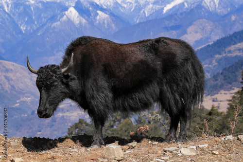 yak in himalaya photo