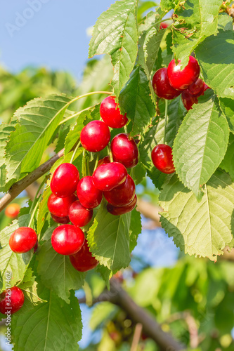Ripe red berries of a sweet cherry on a branch