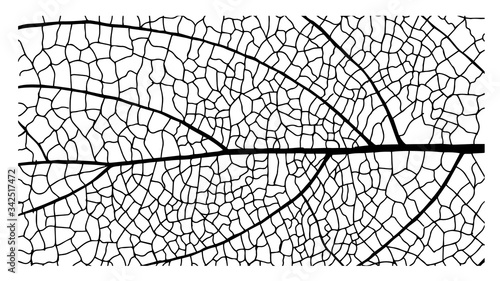 Skeleton Leaves by hand painting, leaf, Vector illustration.