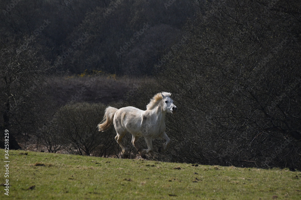 Obraz premium Pony Power