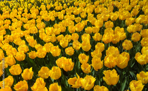 beautiful yellow tulips blooming in the spring garden © Ihar