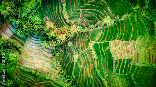 Fotografie Ricefield from the sky!