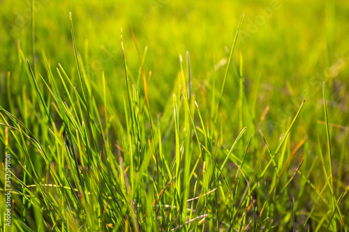 Green grass on a white background with sunset lighting