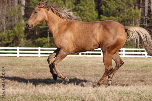 blonde horse running in field