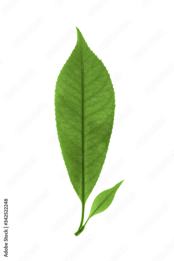 autumn green leaves isolated on white background autumn green leaves isolated on white background