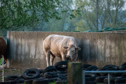 Farm cow chewing in a tire