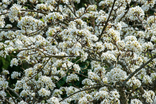 BLÜHENDER BIRNBAUM . BLOOMING PEAR TREE