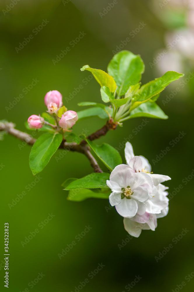 Beautiful Springtime Apple Blossoms. Always an uplifting sight is the emergence of the apple blossoms and the buzzing of bees during pollination during the spring season. Beautiful Springtime Apple Blossoms. Always an uplifting sight is the emergence of the apple blossoms and the buzzing of bees during pollination during the spring season.