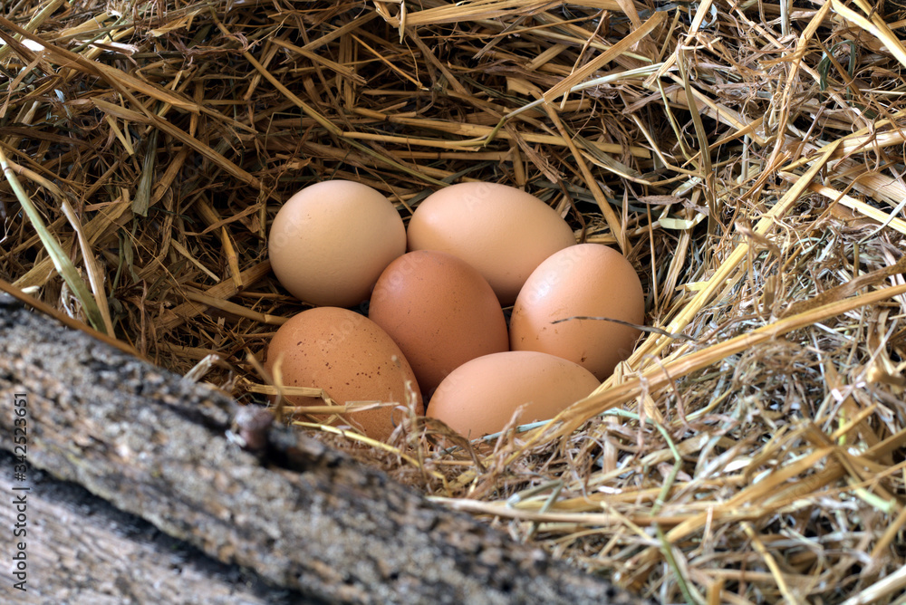 fresh egg in nest at farm