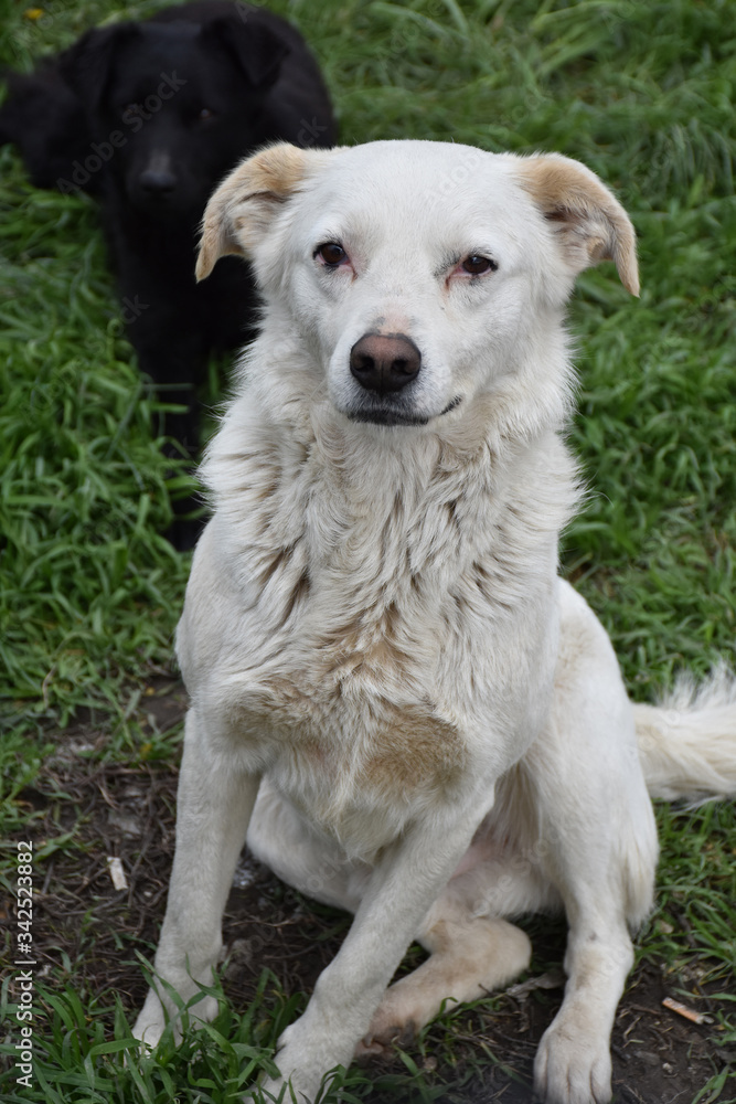 Fototapeta premium White dog and black dog on grass, one behind the other together