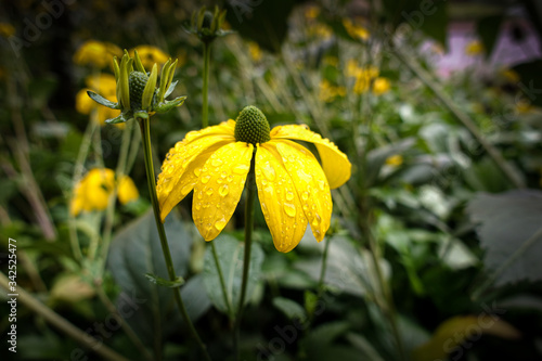 Rudbeckia nitida
