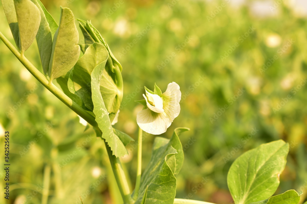 Obraz premium white spring flowers