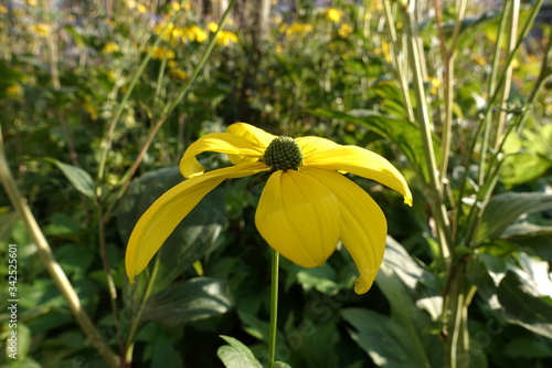 Black-eyed Susan