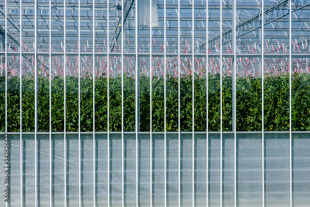 Frontal view of a modern high tech industrial greenhouse for tomatoes in the Netherlands Frontal view of a modern high tech industrial greenhouse for tomatoes in the Netherlands