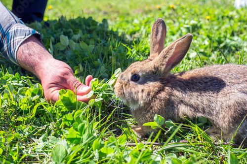 Man feeding little rabbit with a grass