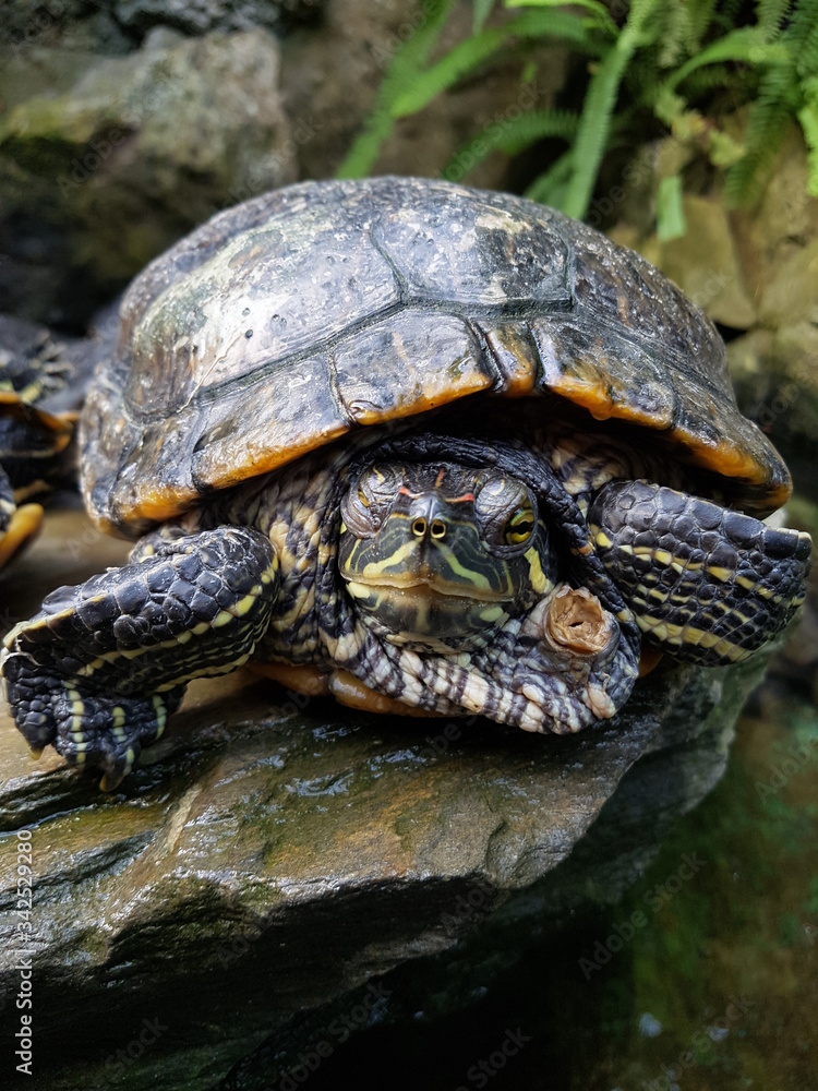 Fototapeta premium turtle, żółw, pancerz
