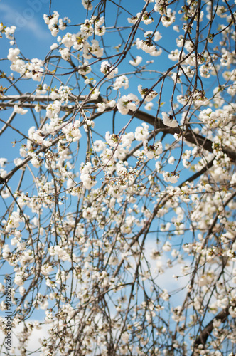 Spring flowers of the cherry tree in Paris © OLGA