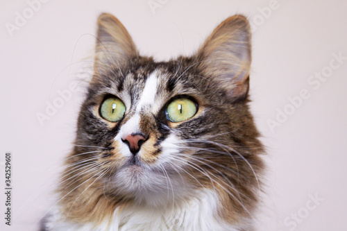 Isolated cat green eyes fixed stare portrait