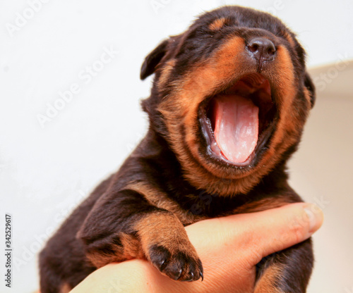 Big yawn mouth open Rottweiler puppy in hand