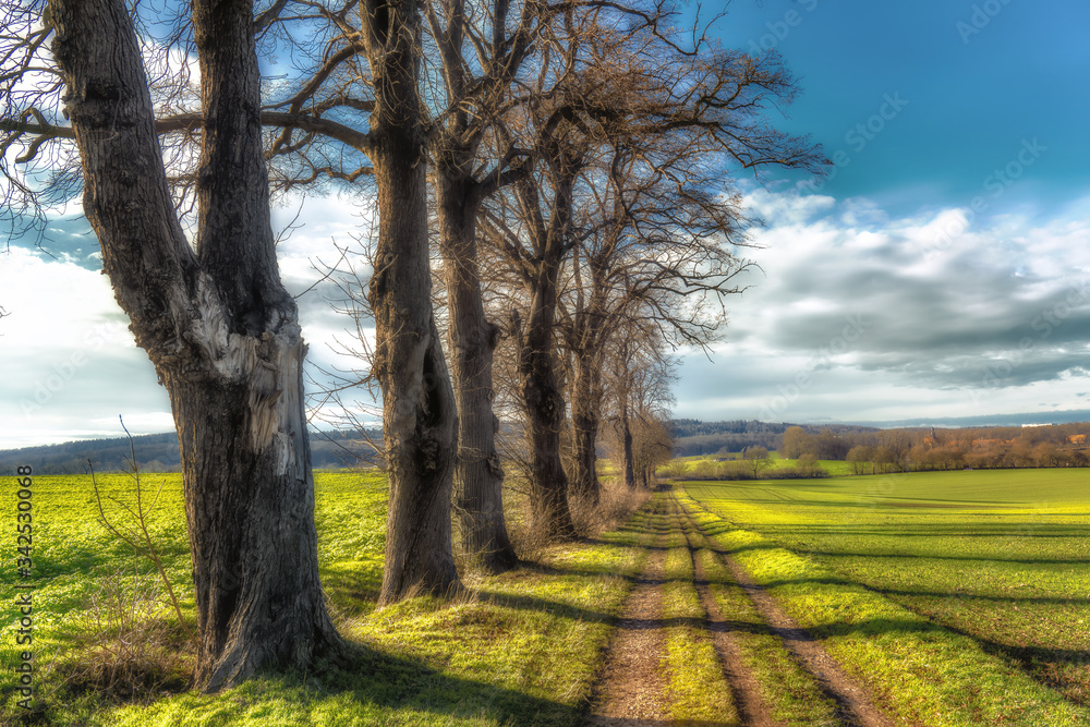 Bare tree avenue in a field with sunshine and blue sky