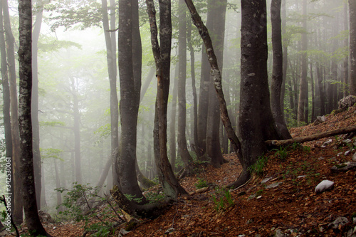 Fog in humid beech forest in summer