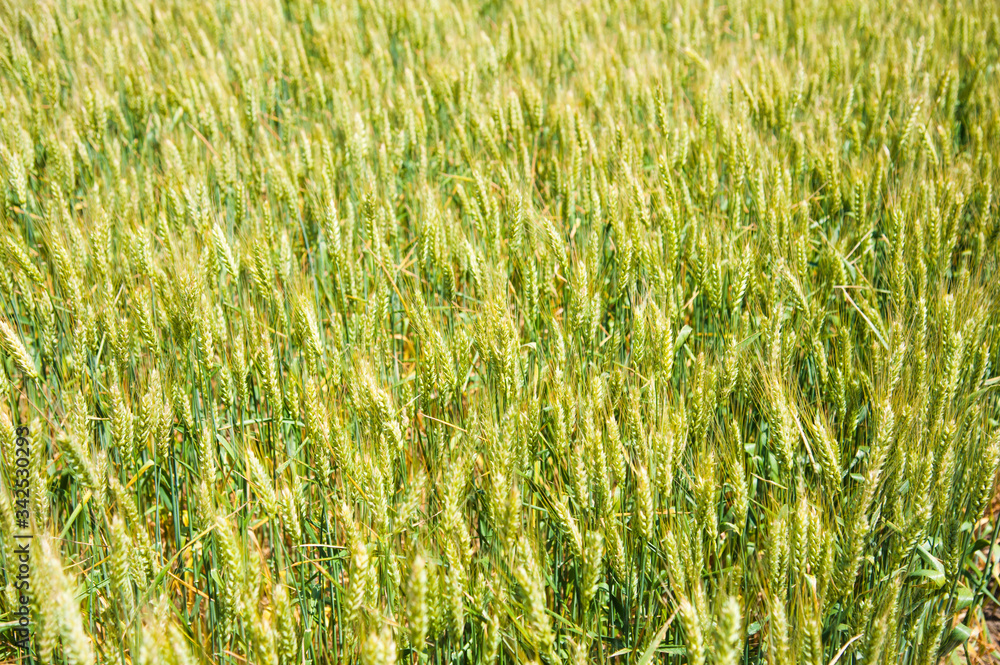 Ripening wheat field Ripening wheat field