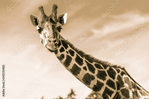 Photography Upper body of a giraffe in sepia colors