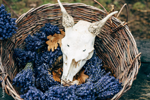 Bunches of dried lavanda in big woven wooden basket. Big handmade lavanda wreath in the middle with animal skull on top. Stylish vintage floral garden decoration. Horizontal layout.