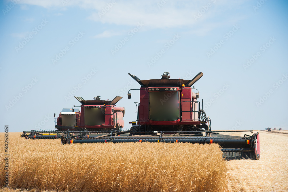Fototapeta premium Combine harvester harvests ripe wheat