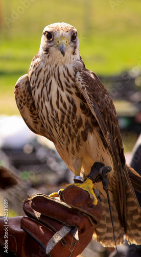 Trained common kestrel (Falco tinnunculus) glove photo