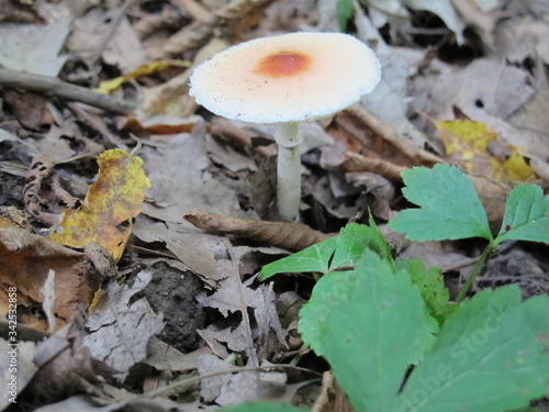 wild mushroom in forest