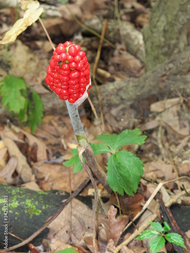 wild berry in forest
