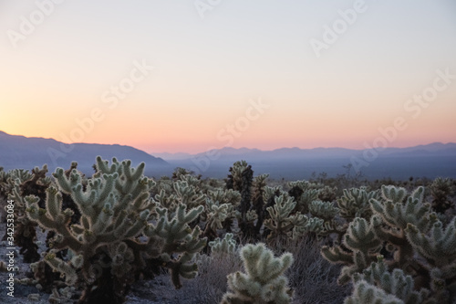 cholla cactus in colorful desert sunrise