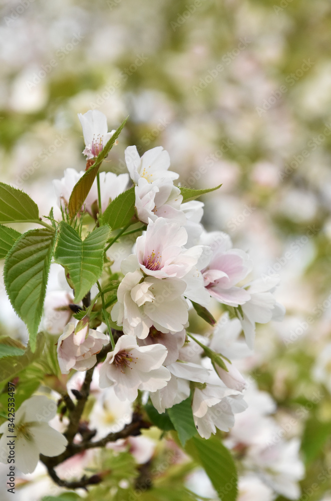 Obraz premium 桜 鹿児島県 丸岡公園 こもれびの里
