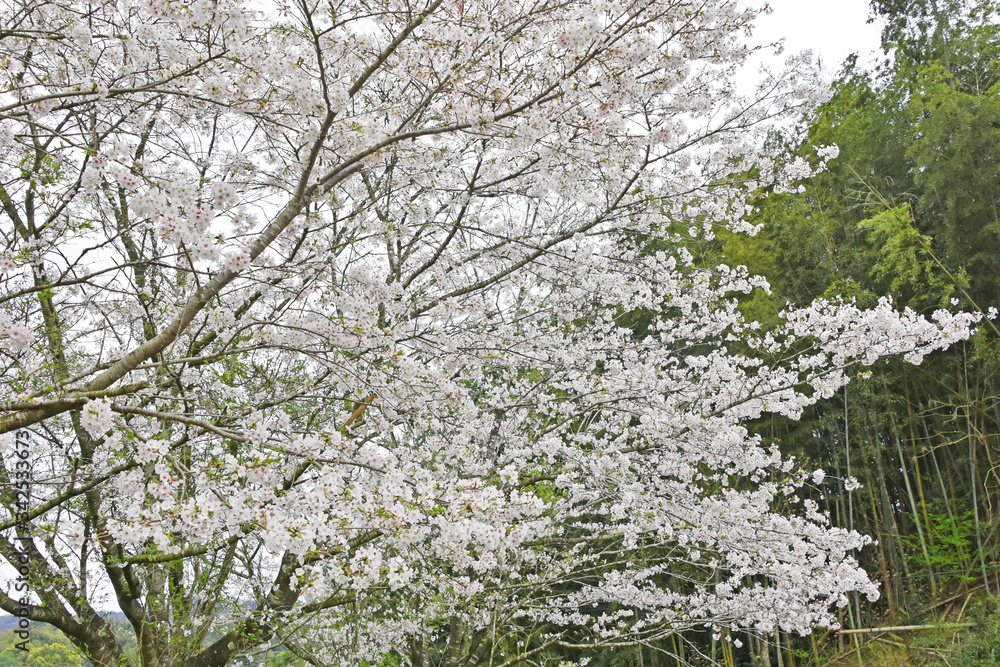 桜　鹿児島県　丸岡公園　こもれびの里